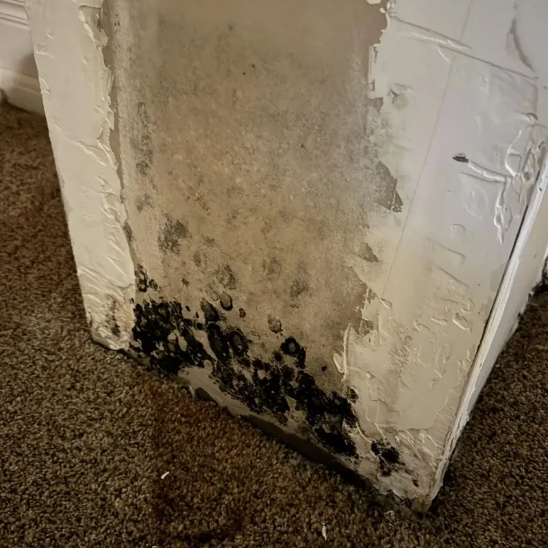 Professional Mold Removal in North Vacherie, LA